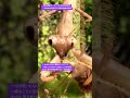 【昆虫衝撃アーカイブ】オオカマキリの幼虫の素早い狩りにびっくり！未熟な体で奏でる完璧な捕食の旋律を4Kで目撃せよ #オオカマキリ #カマキリ #昆虫図鑑 #昆虫観察 #insects #undaze