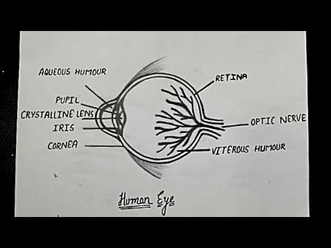 كيفية رسم مخطط العين البشرية | مخطط العين خطوة بخطوة || علوم الصف 10 | الفيزياء || NCERT