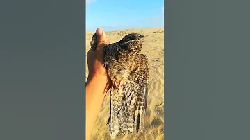 طائر سهاية الرعيان 