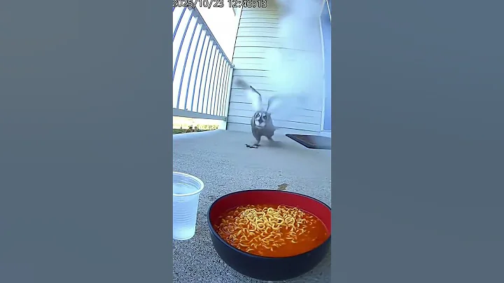 Meowl hidden effect? #meowlife #meow #memes