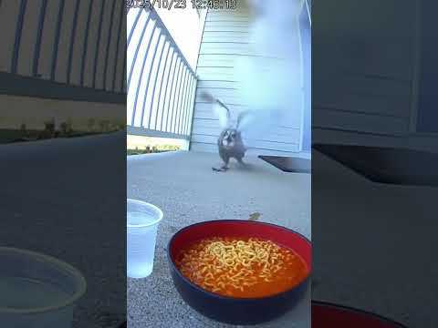 Meowl Hidden Effect Meowlife Meow Memes