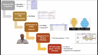 Educational attainment SNPs analysis in the geneXplain platform