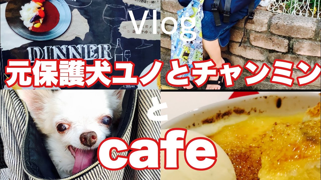 Vlog 54 Andy Cafe 元保護犬ユノとチャンミンのcafe Time 独身アラフィフ双子姉妹 Youtube