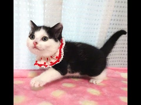 yume-nekoゆめネコ譲渡会 - YouTube
