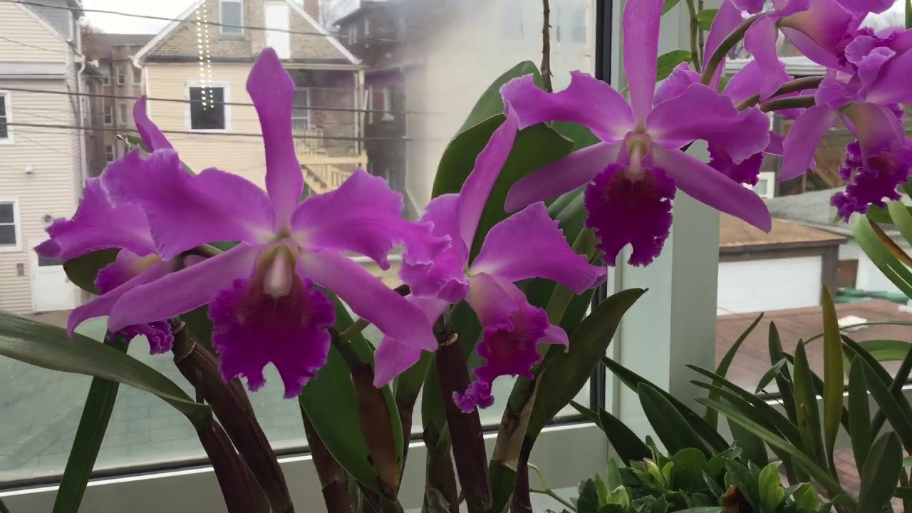 Blooming Orchid Update - Post Christmas Edition 