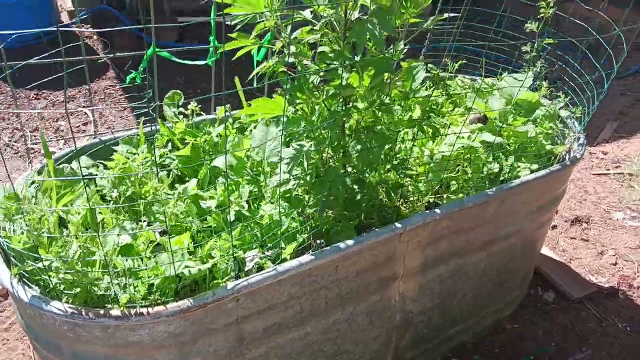 150 gallon grow challenge update