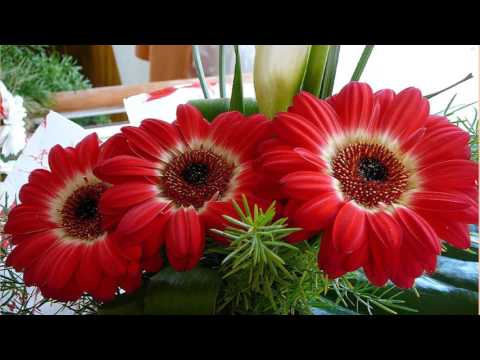 Video: Gerbery Jsou šťavnaté Sedmikrásky. Květiny. Domácí Péče. Fotografie