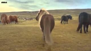 Pony dancing to " Billie Jean "