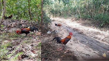 Bẫy Gà Rừng - Lâu Rồi Mới Đụng Bổi Gáy Là Chạy | Hoàng Tây