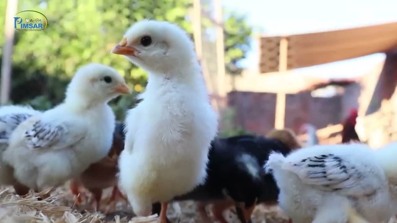 Entretien des poussins en aviculture traditionnelle améliorée Dioula
