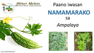 Paano makakaiwas sa PAMAMARAKO ng ampalaya (Bittergourd)