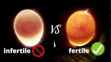 How to check if an egg is fertile or infertile || How To Candling Eggs with a Flashlight