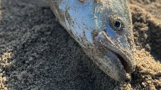 Striped Bass and Large Barred Surf Perch destroy custom lures in the surf