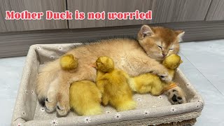 The kitten saved the duckling, and the duckling received the kitten's personal VIP service.😊so cute by 土豆の日記Cat's diary 58,043 views 3 weeks ago 4 minutes, 18 seconds