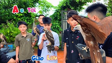 Chim Diều Lửa Hót Như Đaị Bàng Đông Hoang Đế Được Ae Khắp Nới Tới Hỏi Thăm / Quế Nghịch