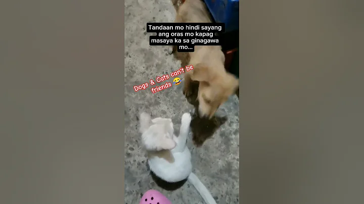 Dogs & Cats can't be friends 😂#trending #cat #dog #shorts #short #viral #video #youtubeshorts #funny