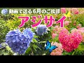 【6月のご挨拶（アジサイ）】動画で送る梅雨のグリーティングカード　ギターBGM　    greeting card　hydrangea