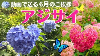 【6月のご挨拶（アジサイ）】動画で送る梅雨のグリーティングカード　ギターBGM　    greeting card　hydrangea