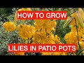 How to grow lilies in pots  adams favourite lilies and how to grow them