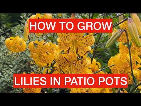 Video: Martagon Lilie v květináčích – péče o nádobu pěstovaná Martagon Lilie