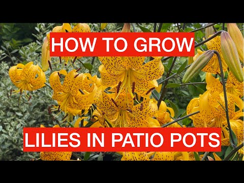 Video: Martagona lilijas podos - rūpes par konteinerā audzētu Martagona lilijas