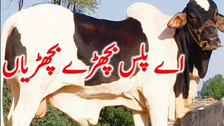 Cholistani Ablk Gulabi Nukre Bachre Near Luddan Cow Mandi || Global Village Farming