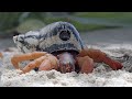 Hermit Crab Steals Robotic Spy Crab&#39;s Shell