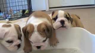 Baby English Bulldog Puppies