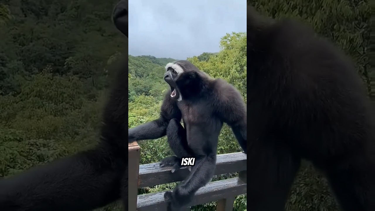 These are the Top 3 Most Bizarre Monkey Sounds Ever Caught OnCamera!