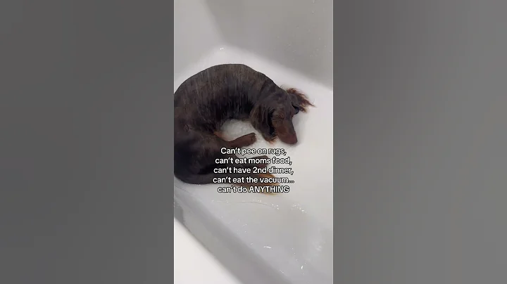 Everything I do is illegal 😔 #dachshund #dachshundsoftiktok #doglife #dogsoftiktok #minidachshund