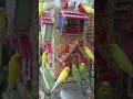 My Diy Bird 🐦 House 🏠