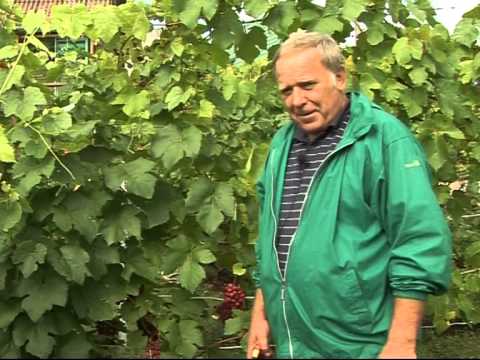 Lauke ir šiltnamyje augančios vynuogių veislės II