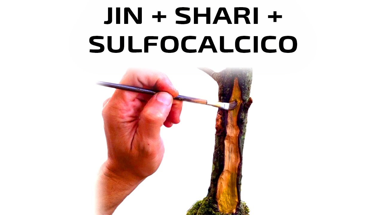 Bonsái: Cómo se crean los Jin y shari? Para qué sirve el Sulfocalcico? - Tutorial