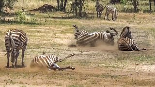 Wild Tanzania: Witnessing the Beauty of a Zebra Herd by The Wild Tube 456 views 1 year ago 10 minutes, 59 seconds