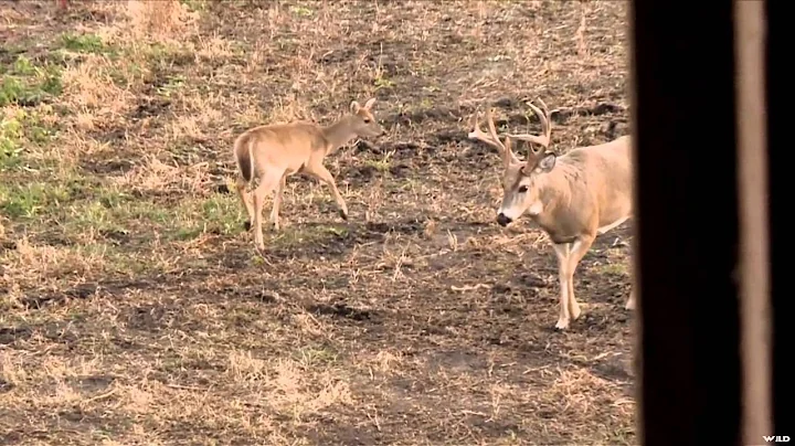 Archer's Choice - North Dakota Bucks and Ducks