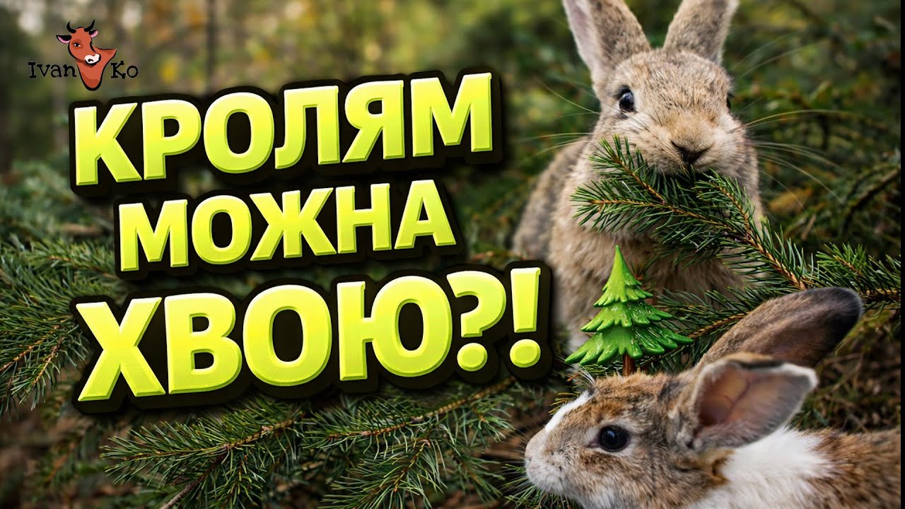 Крілям хвоя 🌲 Прогулянка по сосну