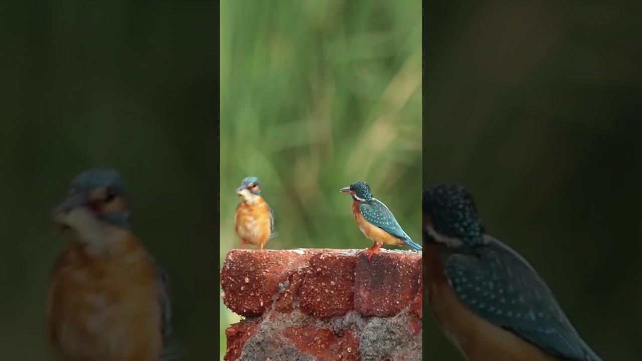 শিকারী পাতি মাছরাঙা