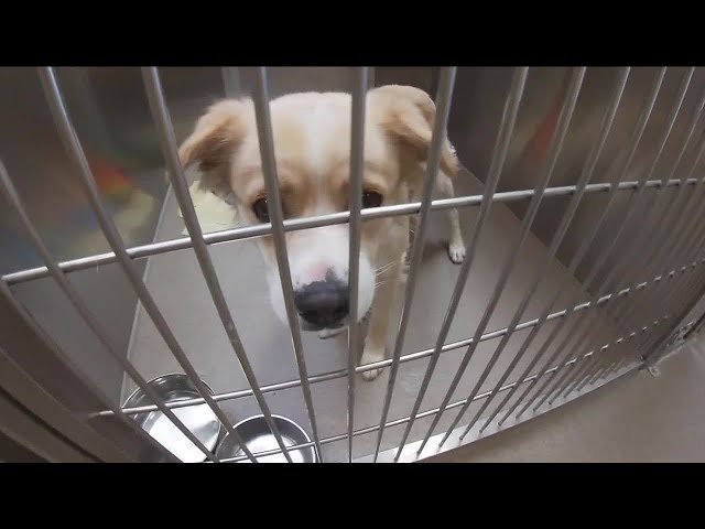 Denver Animal Shelter bracing ahead of Fourth of July celebrations