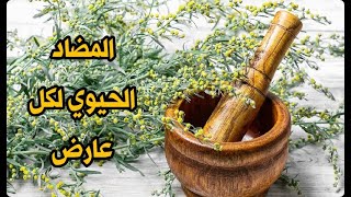 عشبة الشيح لقتل الجن المعتدي و إخراج سموم الأسحار