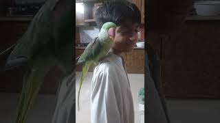 my talkingparrot ringneckparrot shortvideo shortsyoutube shorts