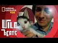Animal Sounds and Musical Themes