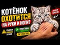 МЫ ПОЧТИ ИСПОРТИЛИ КОТЁНКА… пока не поняли ЭТО!
