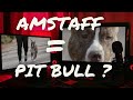 Histoire de l'American Staff en 3 Minutes !... Pitbull ?? [ Multi.Subtitles ]