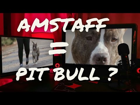 Vidéo: Différence Entre Pitbull Et Amstaff