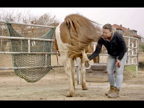 Video: Welches Tier hat keine Hufe?