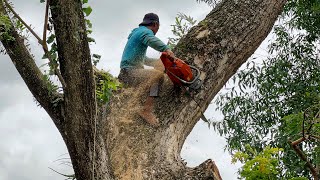 Incredible… Dangerous tree felling behind the house‼️