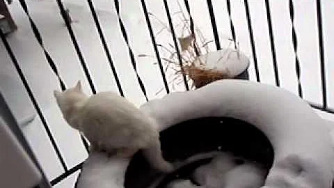 Watch the video about Turkish Angora Kitten Playing and doing tricks