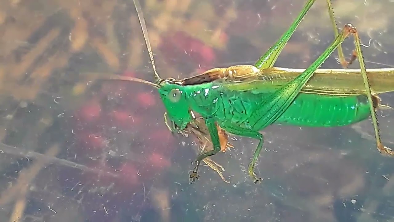 Кузнечик мечник обыкновенный охотится, Conocephalus fuscus, C. discolor.