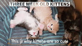 Maine coon kittens | three weeks old | Cuteness overload by Lera the Maine Coon and Friends  12,629 views 5 years ago 6 minutes, 13 seconds