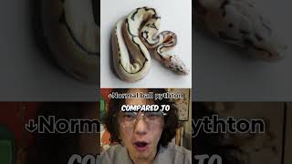 what is that? #BallPython #reptiles #morph #python #funny #comedy